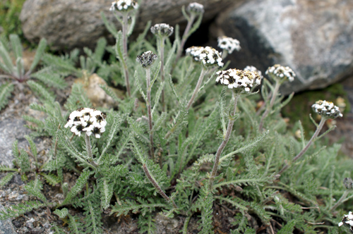 Achillea nana / Millefoglio nano